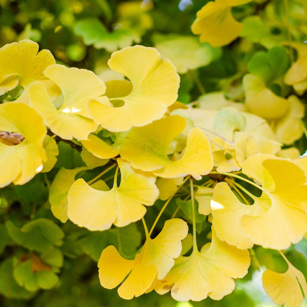 Ginkgo biloba Mariken - Arbre aux quarante écus nain