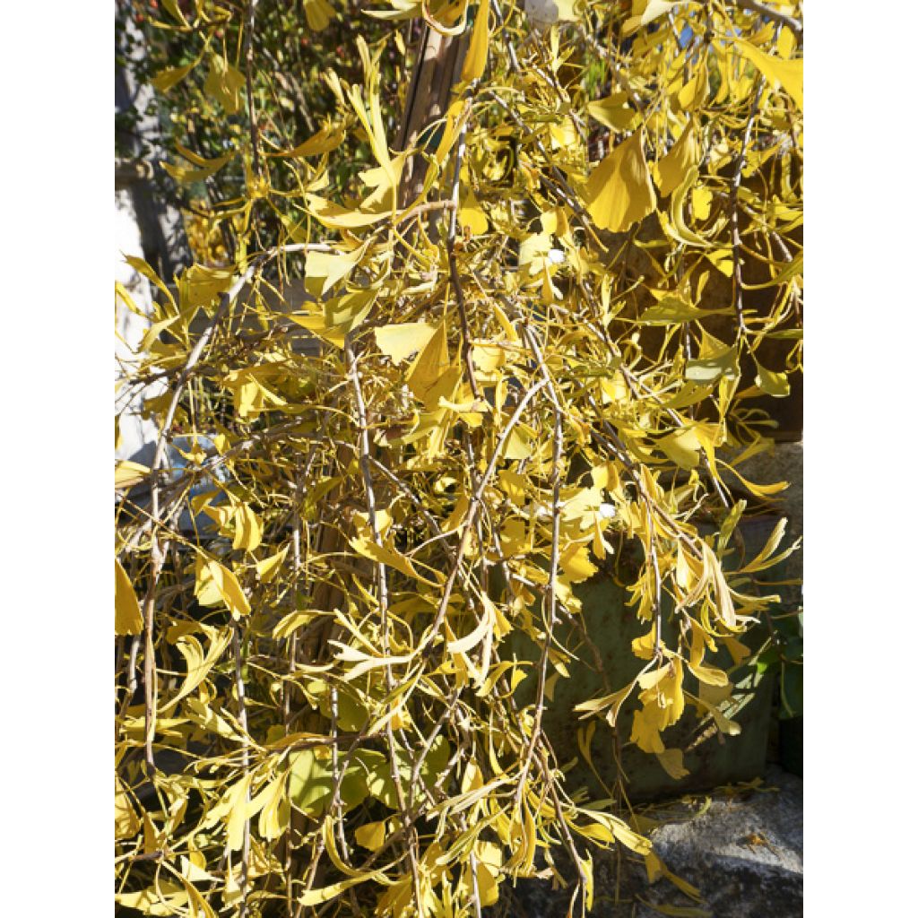 Ginkgo biloba Mutant Weeper - Arbre aux quarante écus