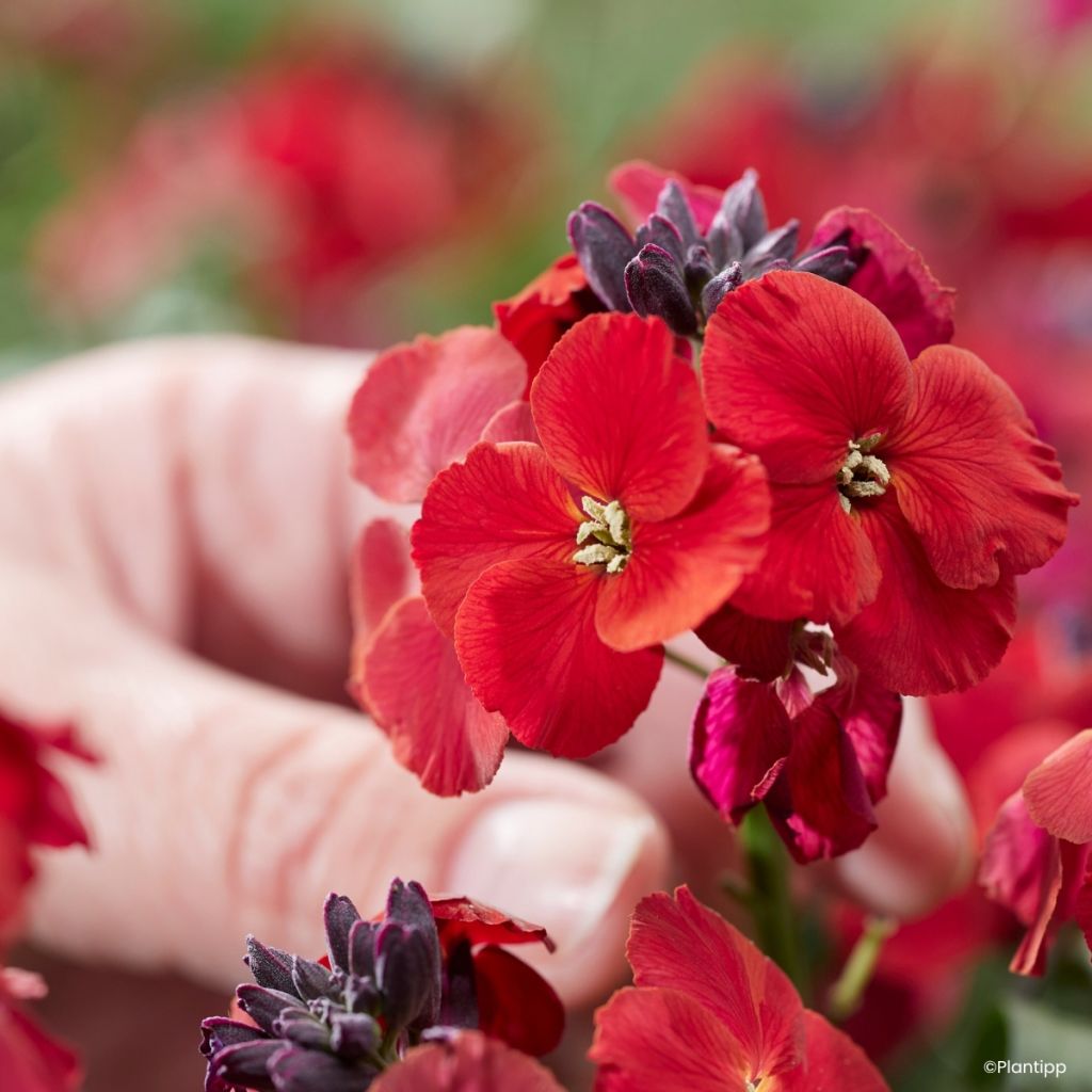 Giroflée vivace - Erysimum Colour Vibe Red