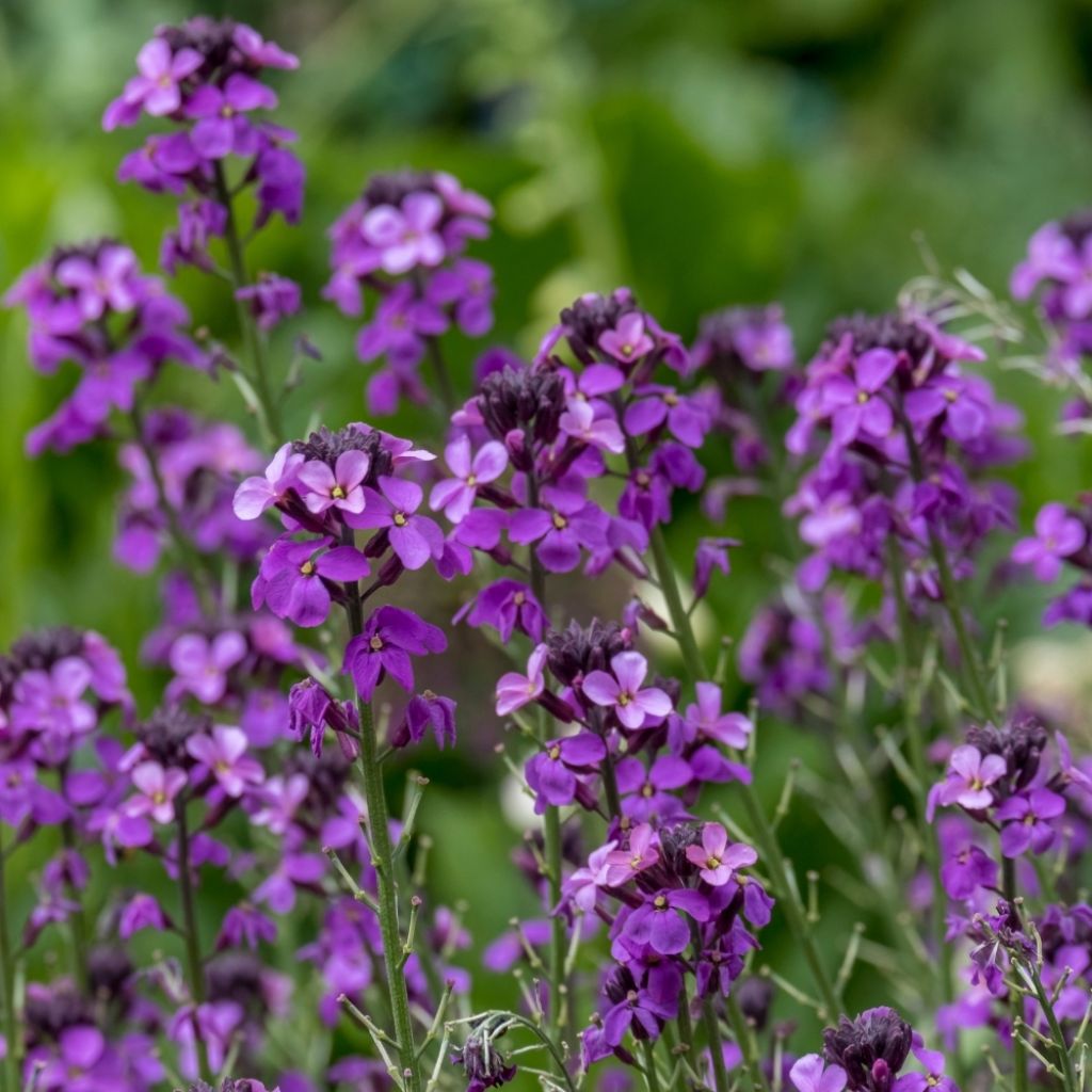 Giroflée arbustive - Erysimum Bowles Mauve