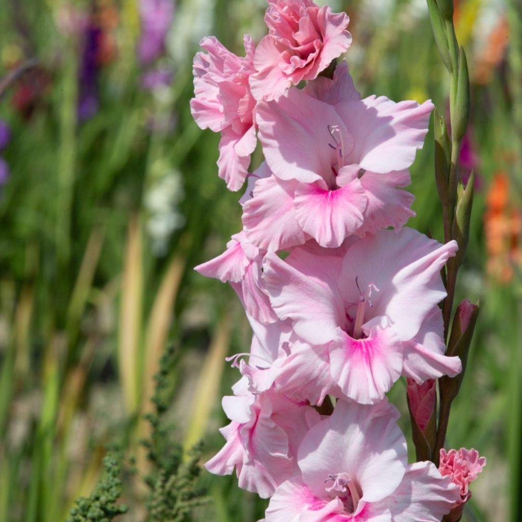 Glaïeul ou Gladiolus Adrenaline