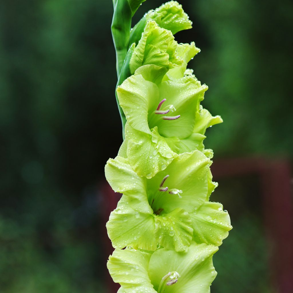 Glaïeul ou Gladiolus Green Star
