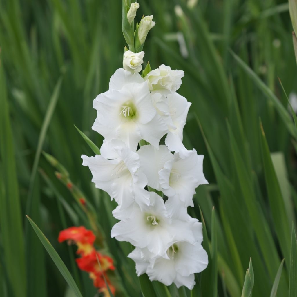 Glaïeul ou Gladiolus White Prosperity