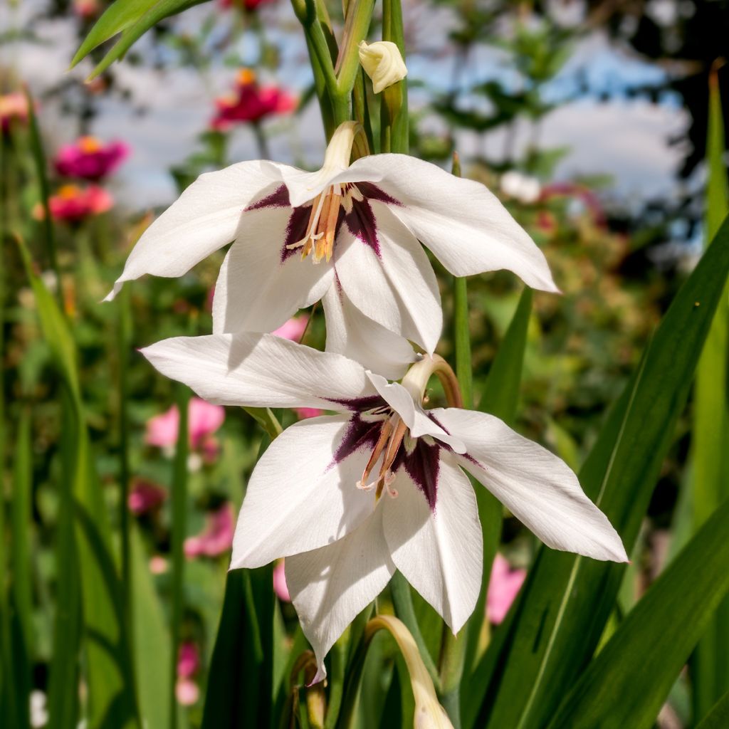Glaieul d'Abyssinie - Gladiolus callianthus