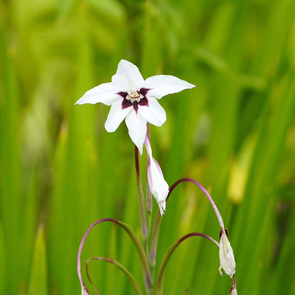 Glaieul d'Abyssinie - Gladiolus callianthus