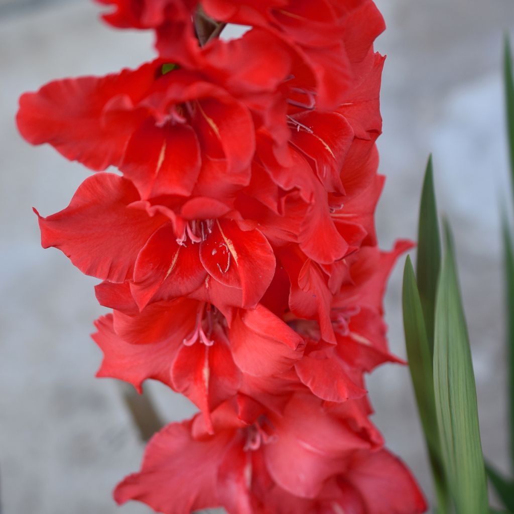 Glaïeul à grandes fleurs Amiga