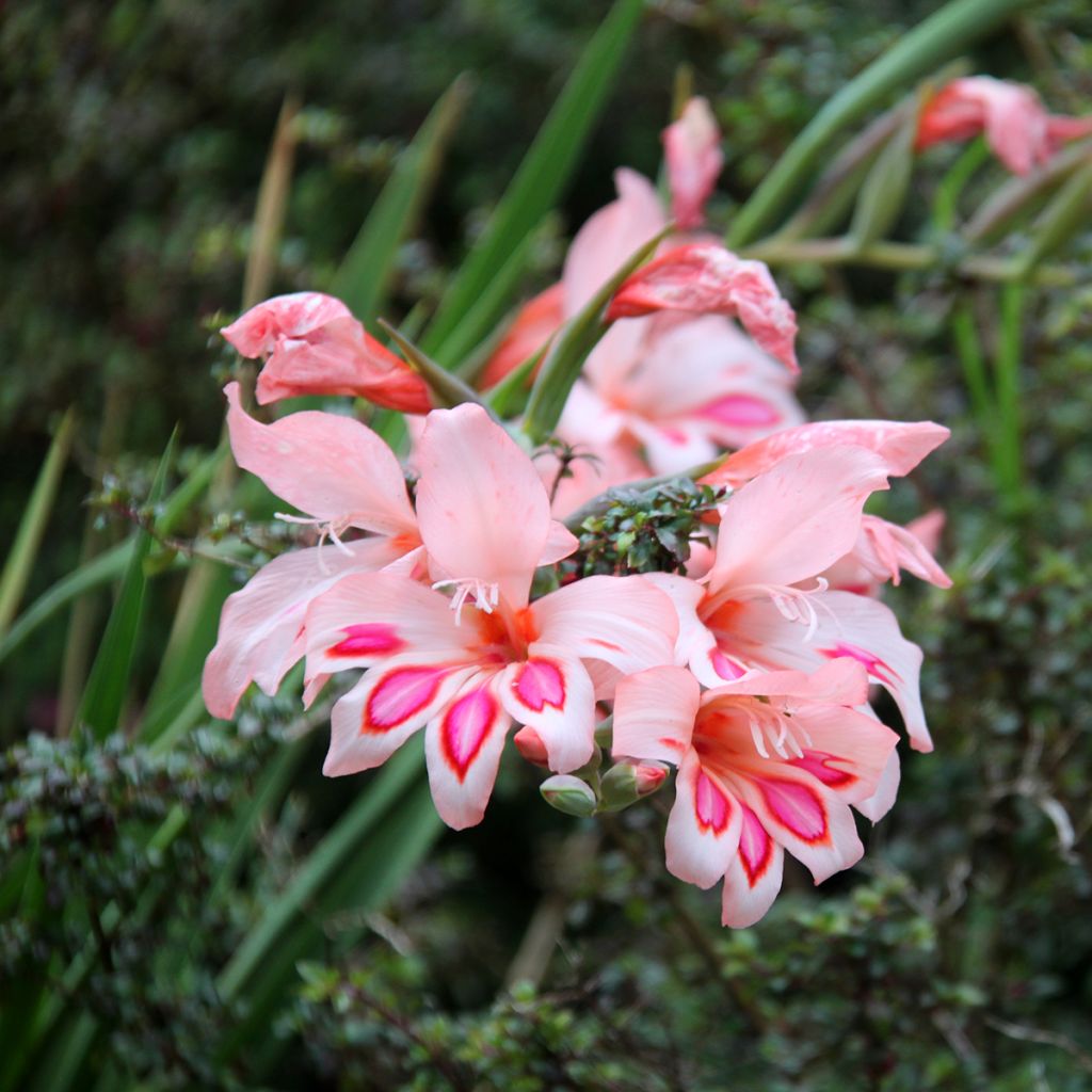 Glaïeul ou Gladiolus nanus Nathalie