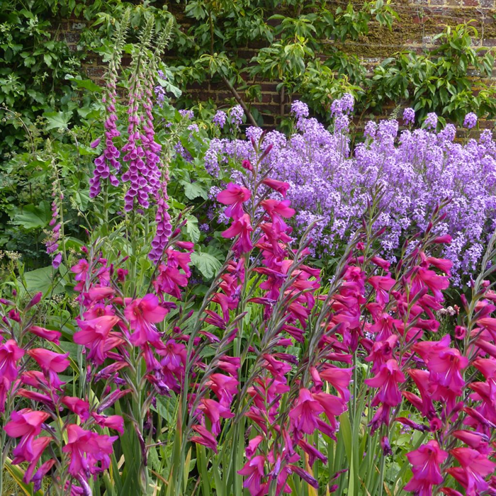 Glaïeul de Byzance - Gladiolus byzantinus Whistling Jack