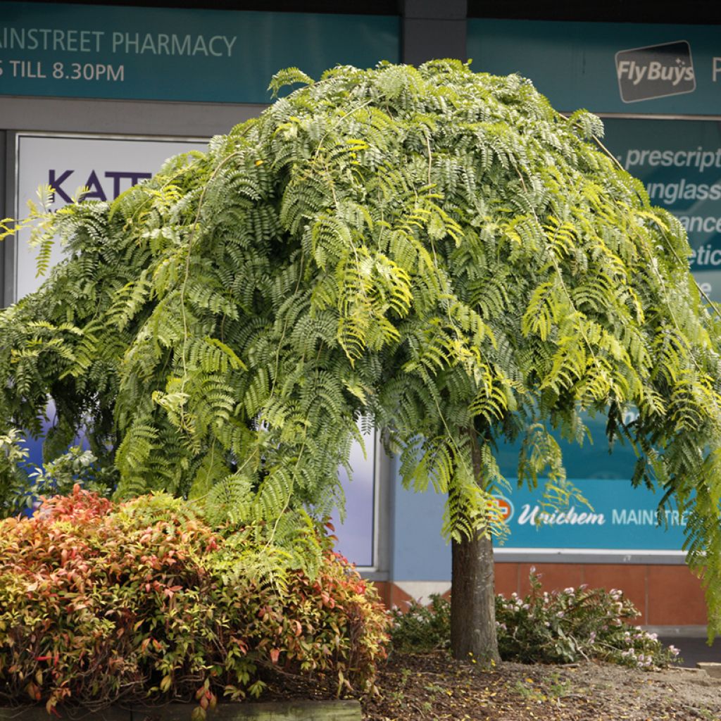 Gleditsia triacanthos Emerald Cascade - Févier d'Amérique