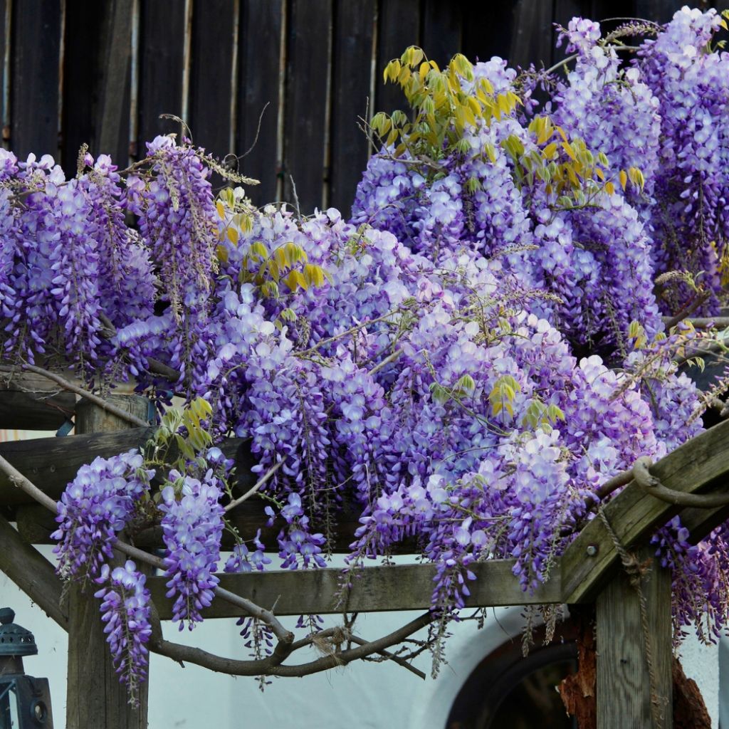 Glycine Grande Diva Barbara - Wisteria (x) venusta