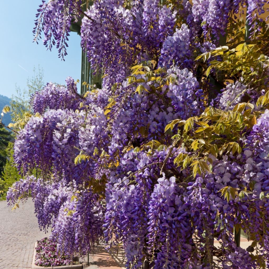 Glycine Grande Diva Nathalie - Wisteria (x) venusta