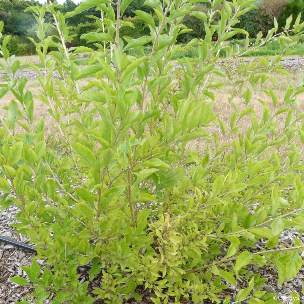 Goji Q1 - Lycium barbarum