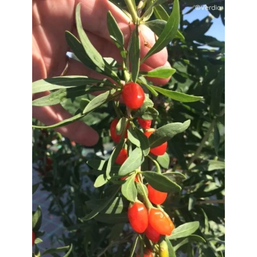 Goji Gojidelys - Lycium barbarum