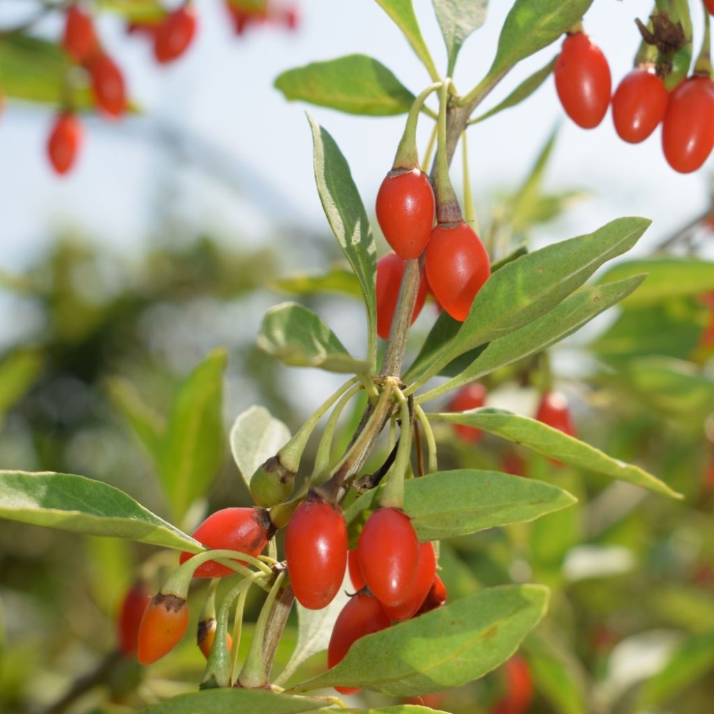 Goji Princess Tao - Lycium barbarum