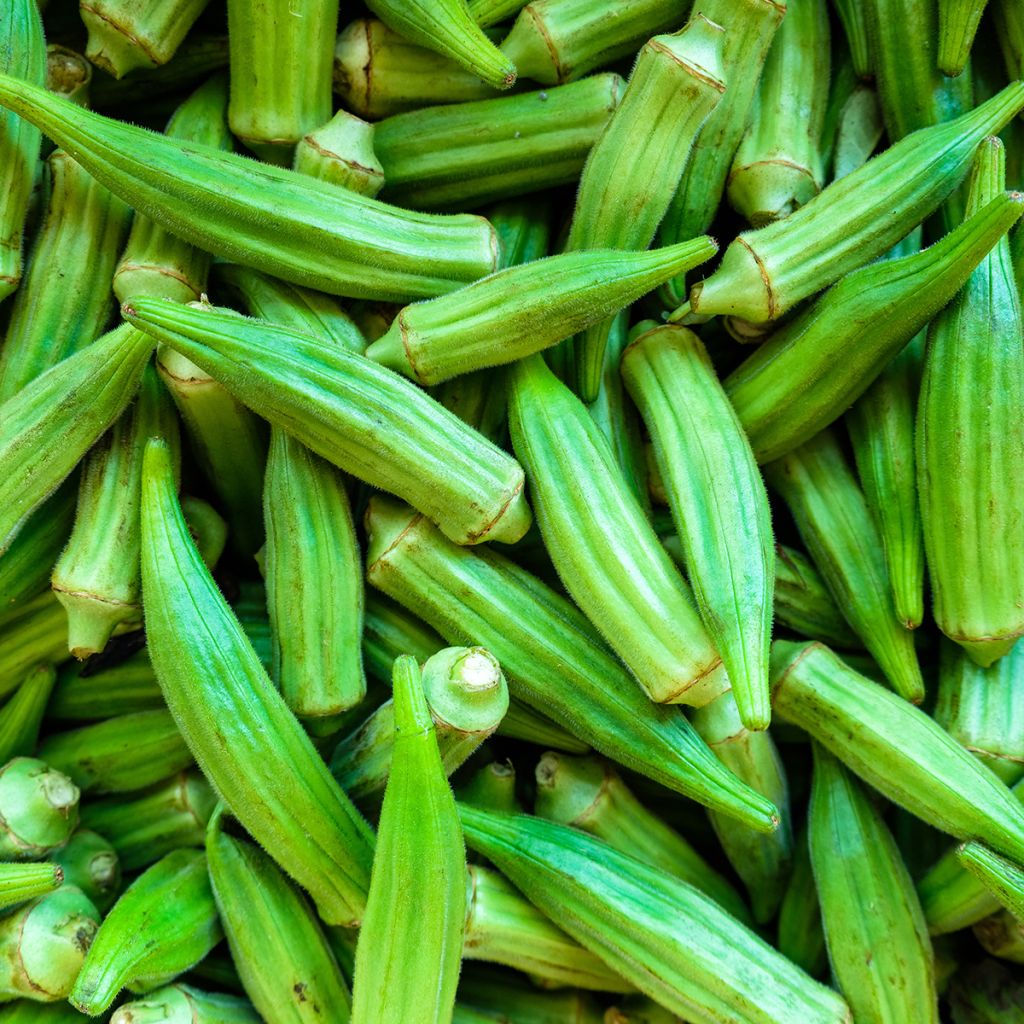 Gombo Okra - Abelmoschus esculentus
