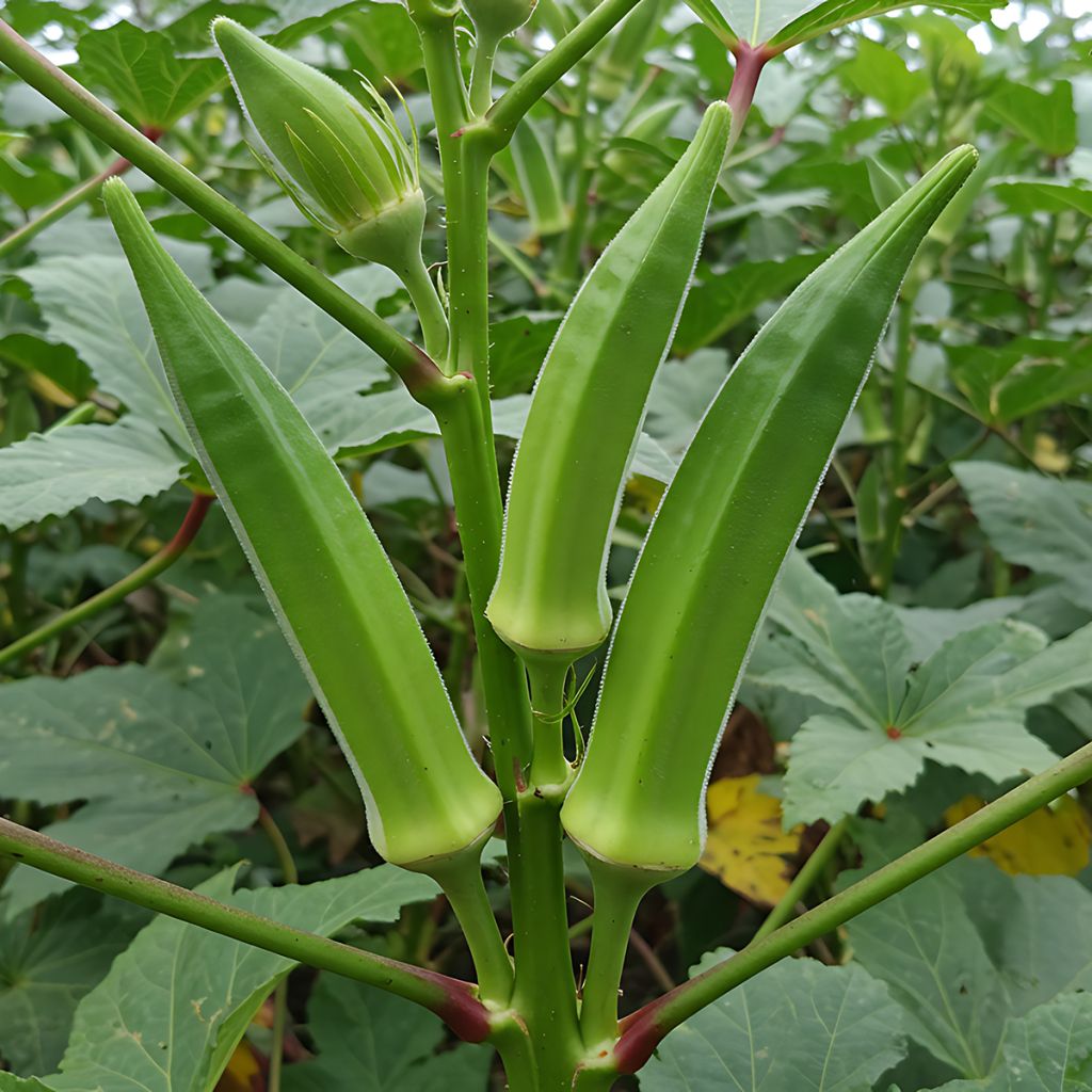 Gombo Okra - Abelmoschus esculentus