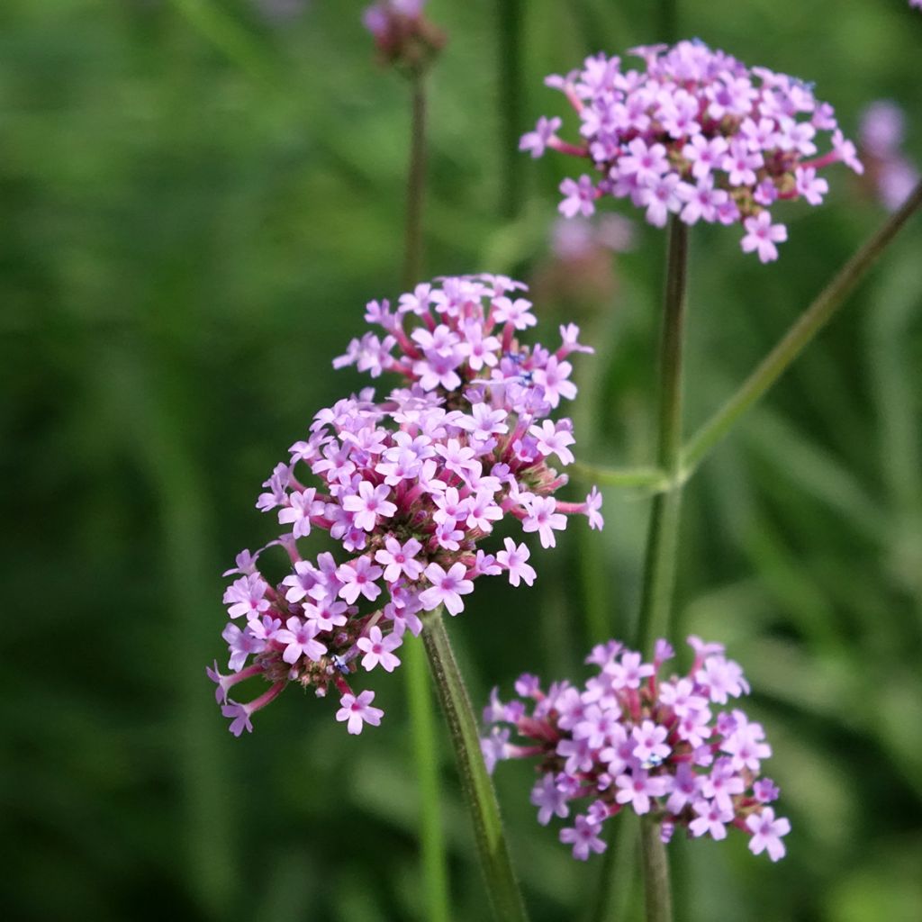 Graines Verveine de Buenos-Aires Vanity - Verbena bonariensis