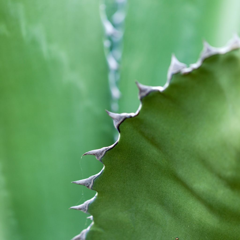 Graines d'Agave salmiana