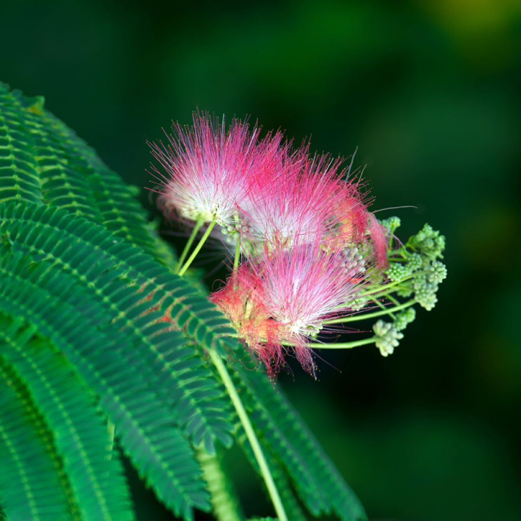 Graines d'Albizia julibrissin - Arbre à soie