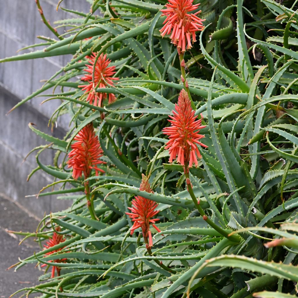 Graines d'Aloe arborescens