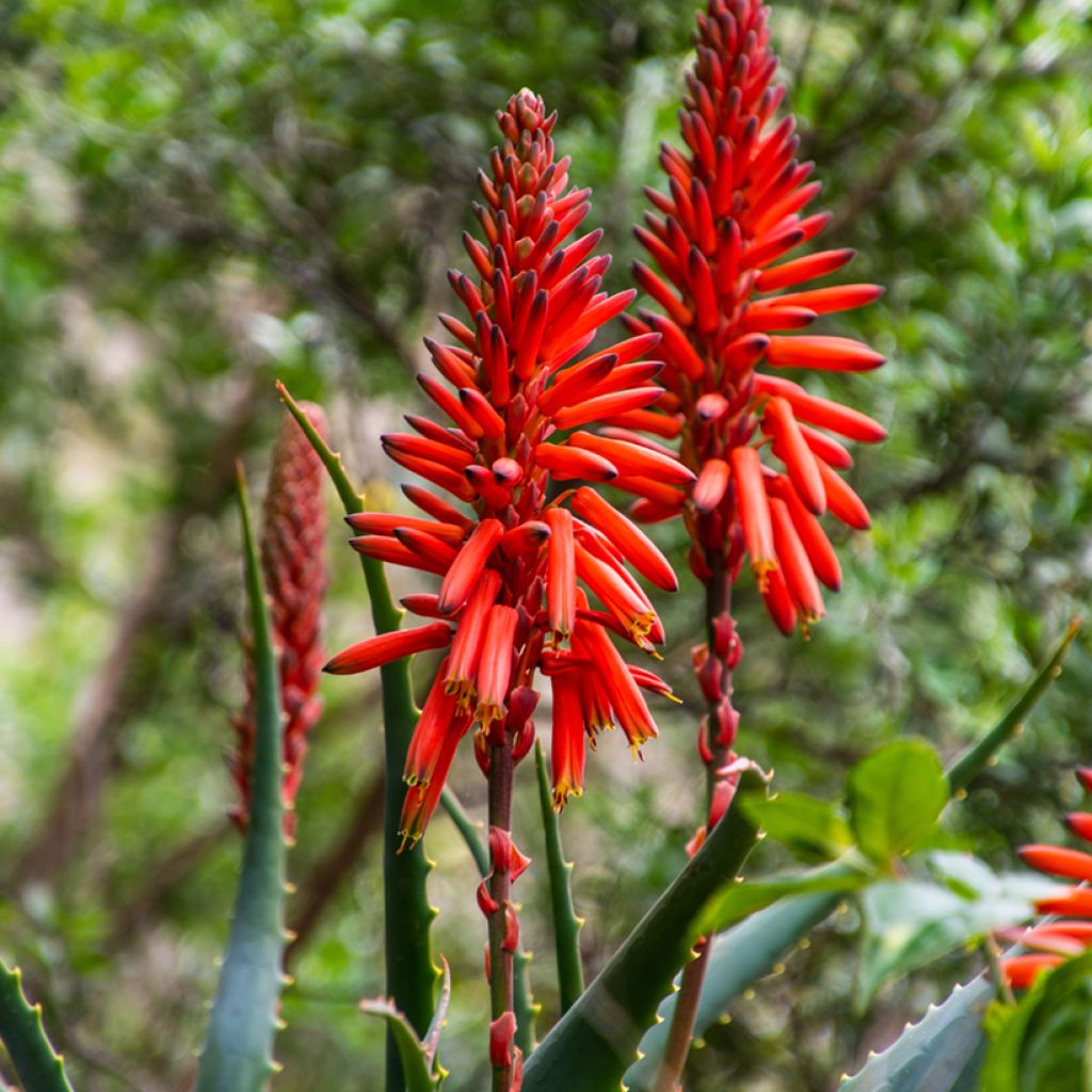 Graines d'Aloe arborescens
