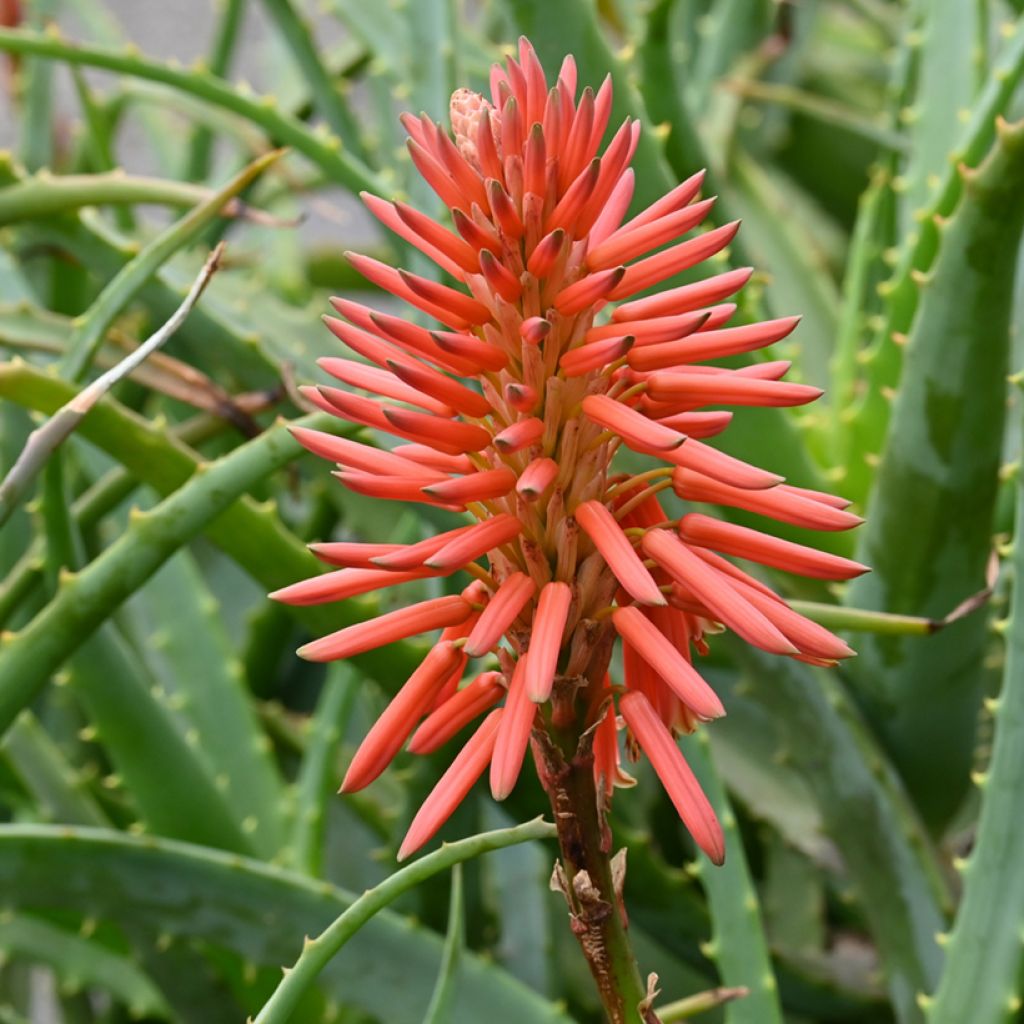 Graines d'Aloe arborescens