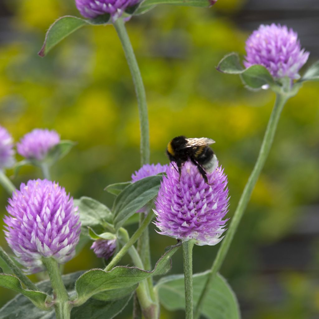 Graines d'Amarantine globuleuse Lavender Lady - Gomphrena globosa