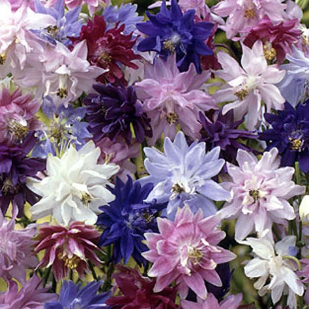 Graines d'Ancolie Barlow Mixture - Aquilegia vulgaris