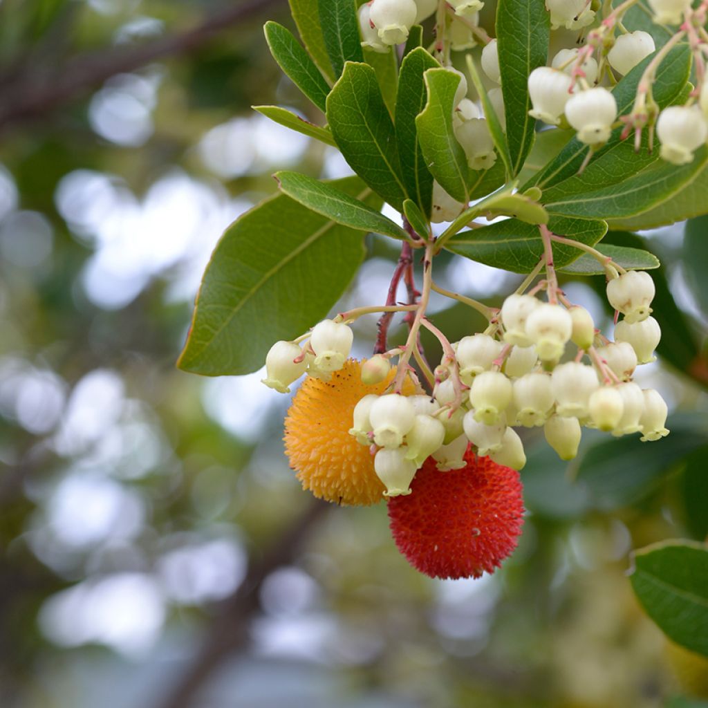 Graines d'Arbousier - Arbutus unedo