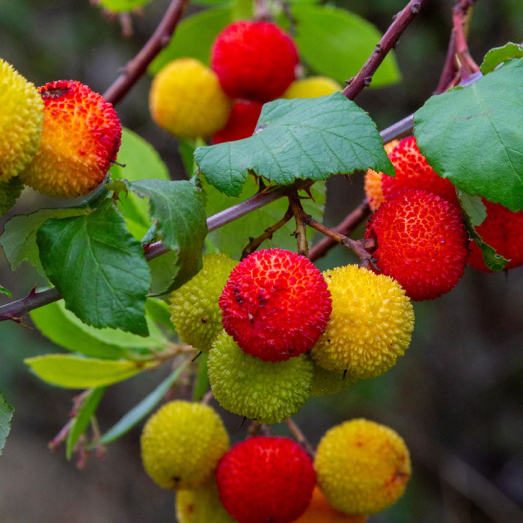 Graines d'Arbousier - Arbutus unedo