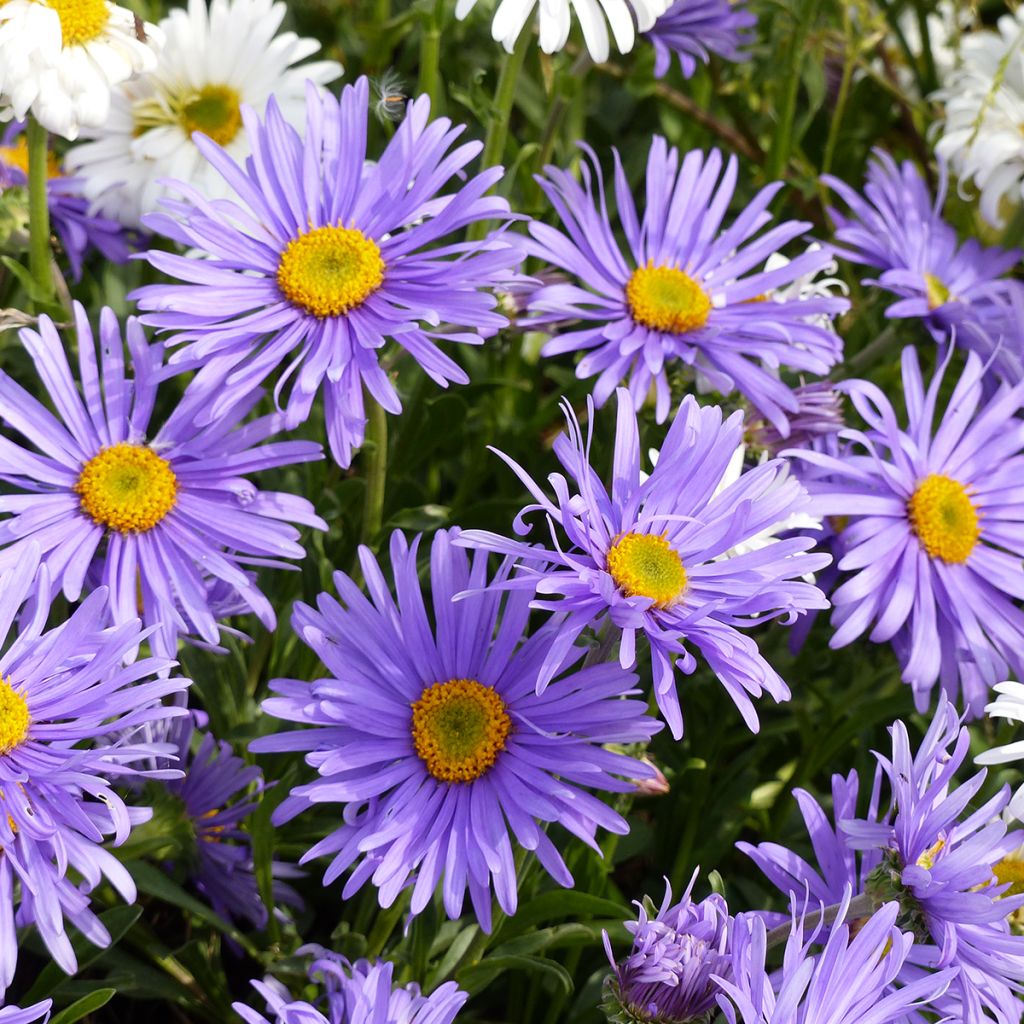 Graines d'Aster des Alpes Goliath - Aster alpinus