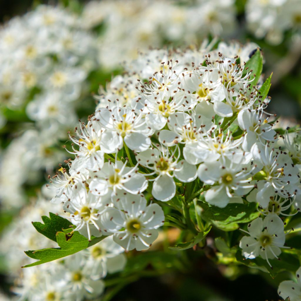 Graines d'Aubépine - Crataegus monogyna