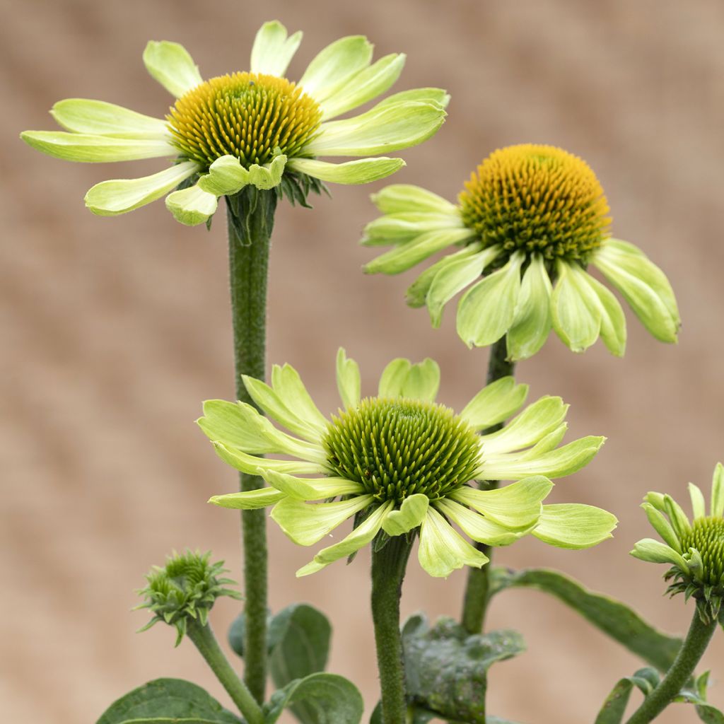 Graines d'Echinacea Alan's Pride - Rudbeckia pourpre