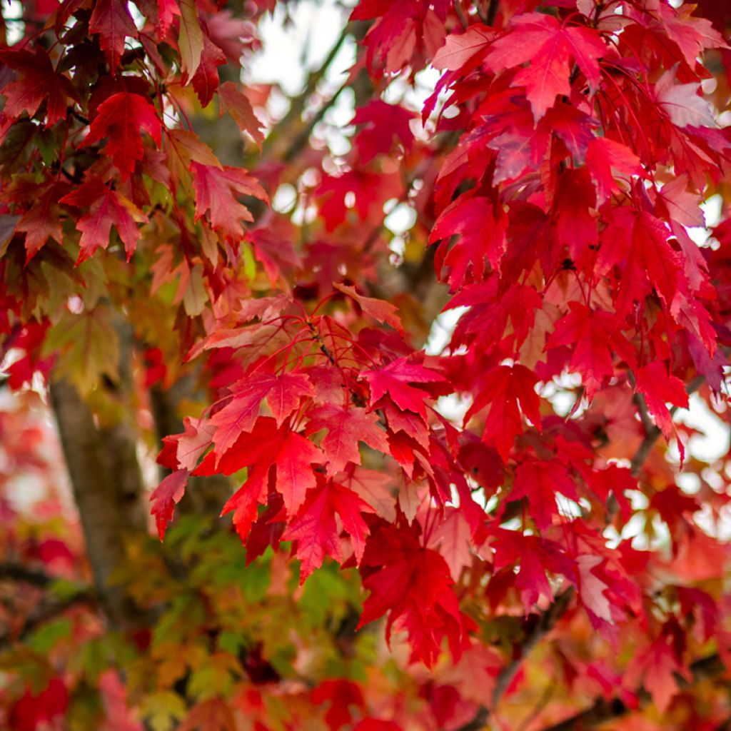 Graines d'Erable rouge - Acer rubrum