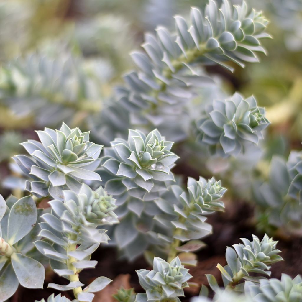 Graines d'Euphorbe de Corse - Euphorbia myrsinites
