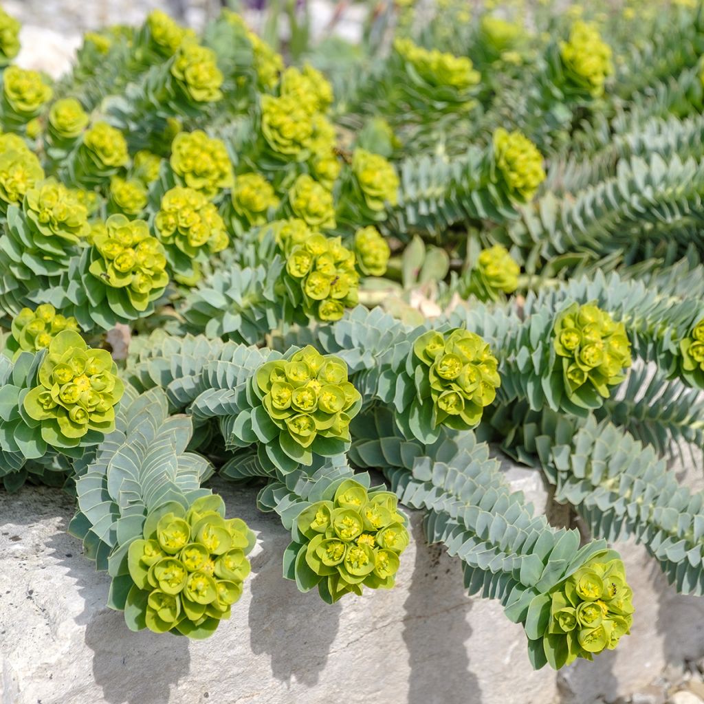 Graines d'Euphorbe de Corse - Euphorbia myrsinites