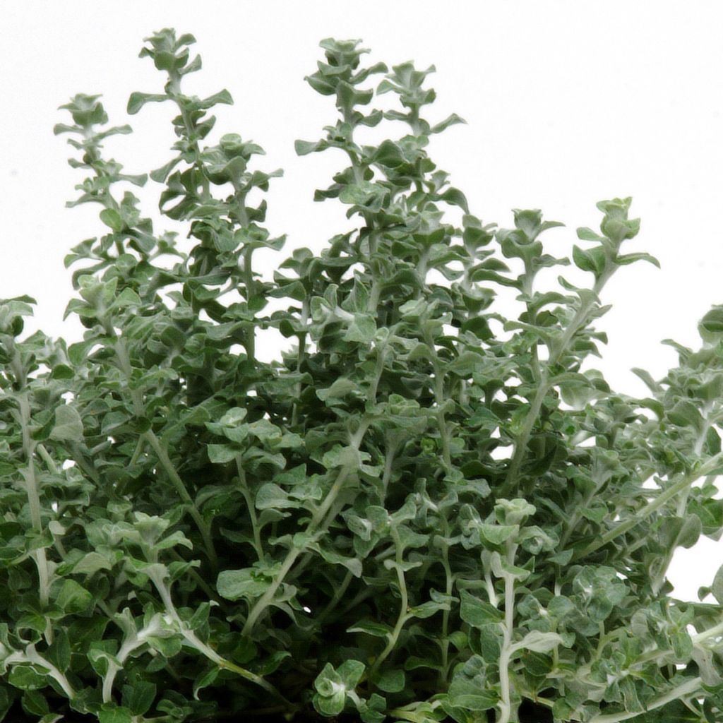 Graines d'Helichrysum microphyllum Silver Mist