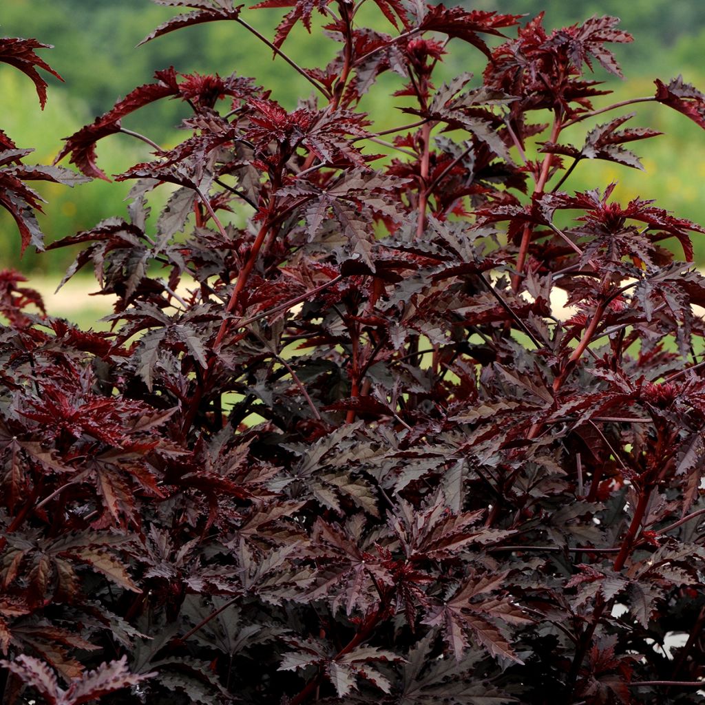 Graines d'Hibiscus Mahogany Splendor - Hibiscus acetosella