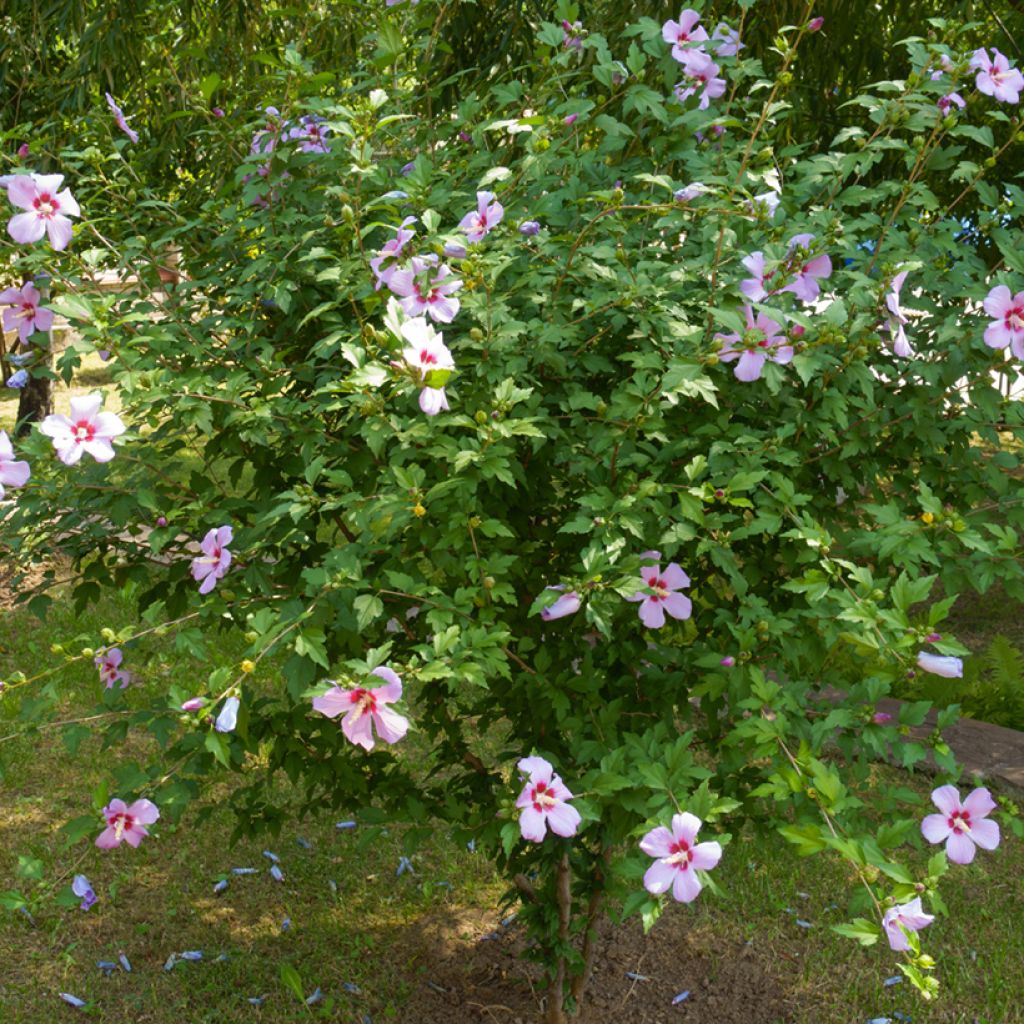 Graines d'Hibiscus des jardins - Hibiscus syriacus