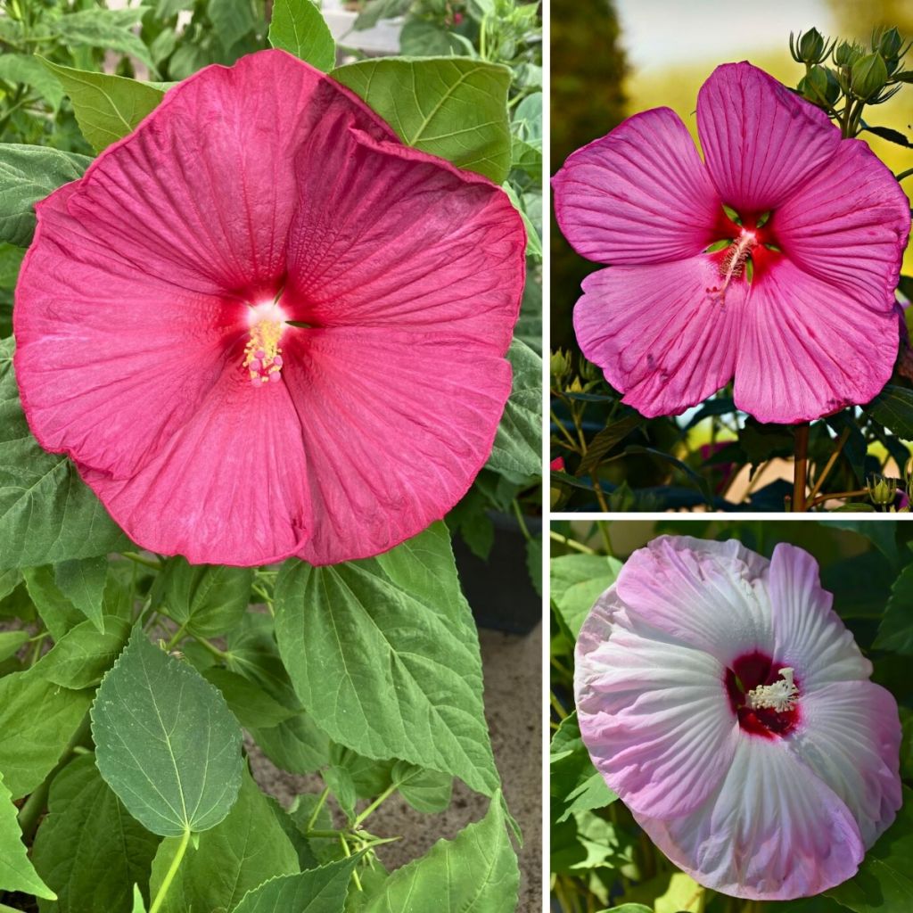 Graines d'Hibiscus des marais Mix - Hibiscus moscheutos