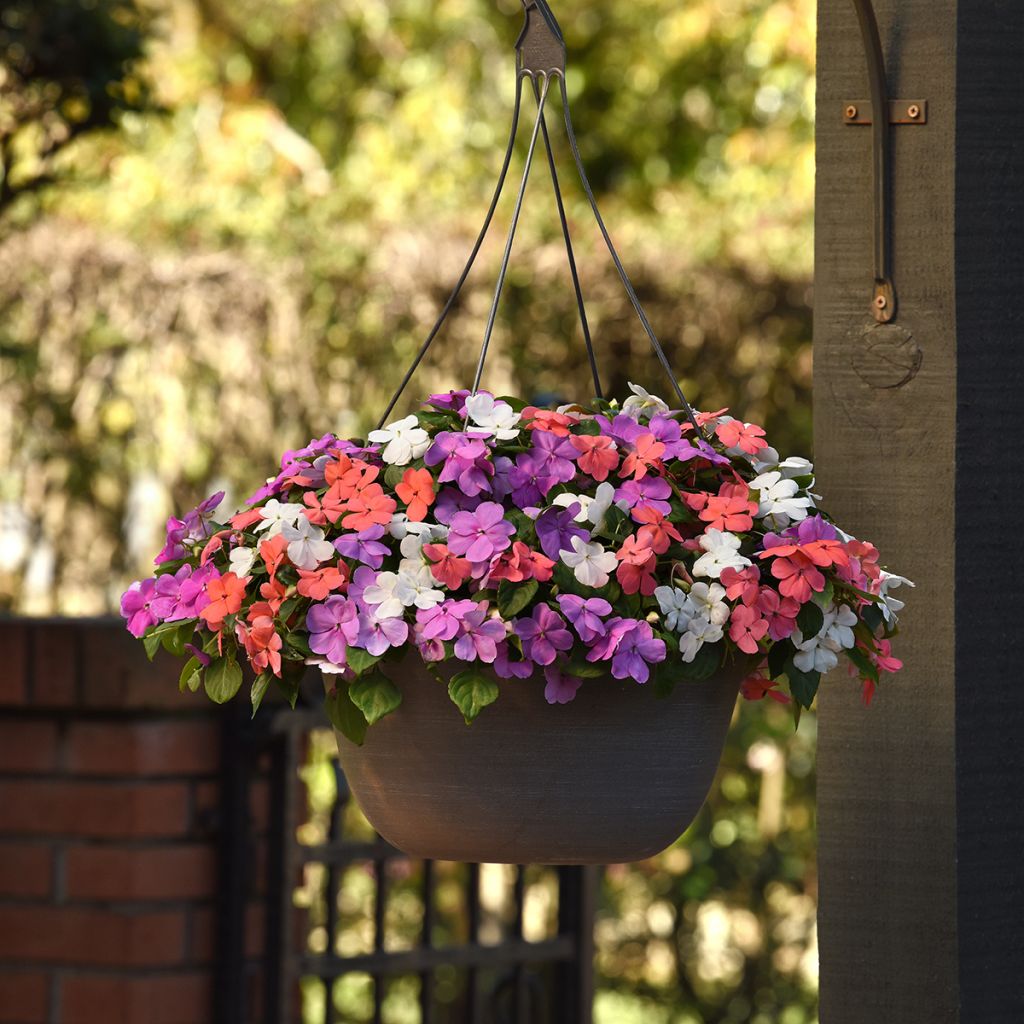 Graines d'Impatiens Beacon F1 Pearl Island Mix