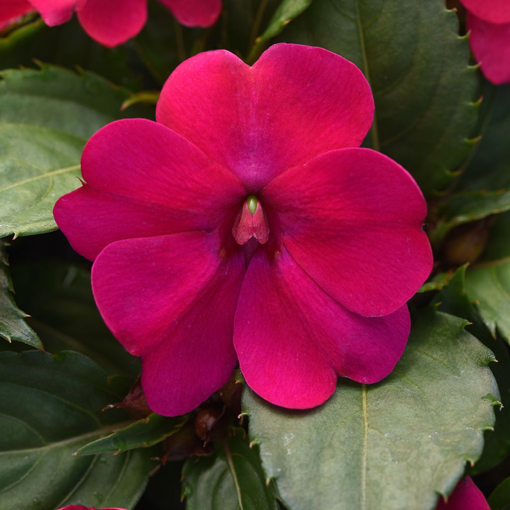 Graines d'Impatiens Solarscape Magenta Bliss