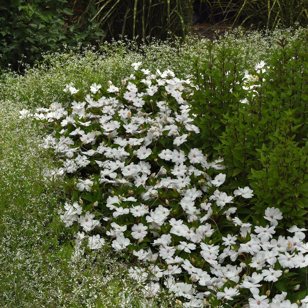 Graines d'Impatiens Solarscape White Pearl