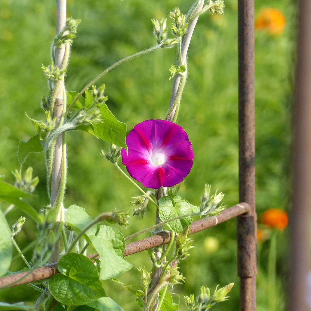 Graines d'Ipomée grimpante Scarlet O'Hara - Ipomoea tricolor