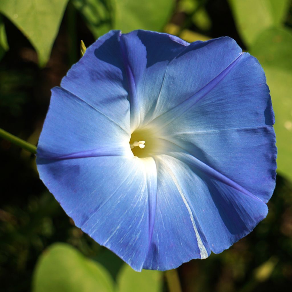 Graines d'Ipomée Flying Saucer - Ipomoea tricolor