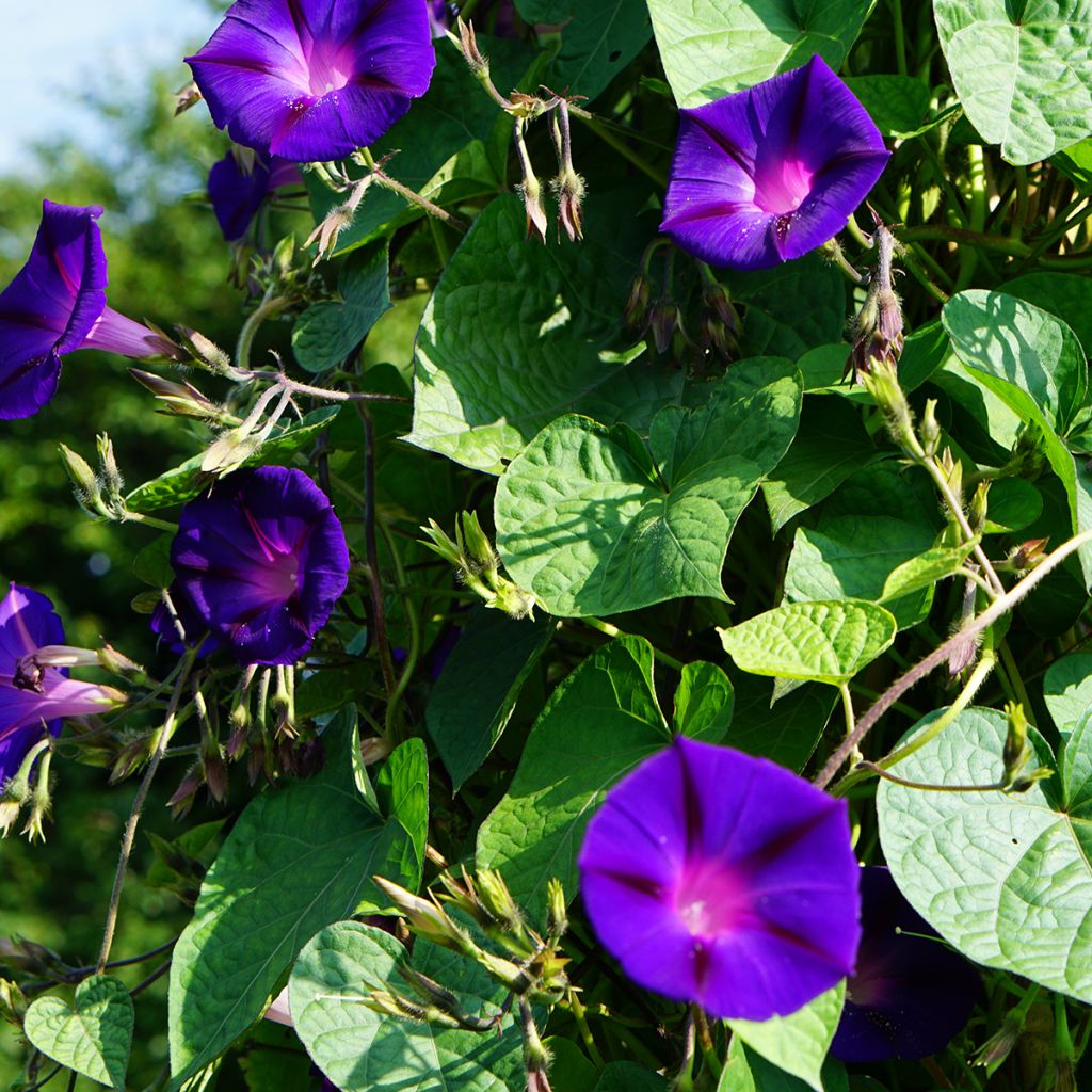 Graines d'Ipomée Grandpa Ott - Ipomoea purpurea
