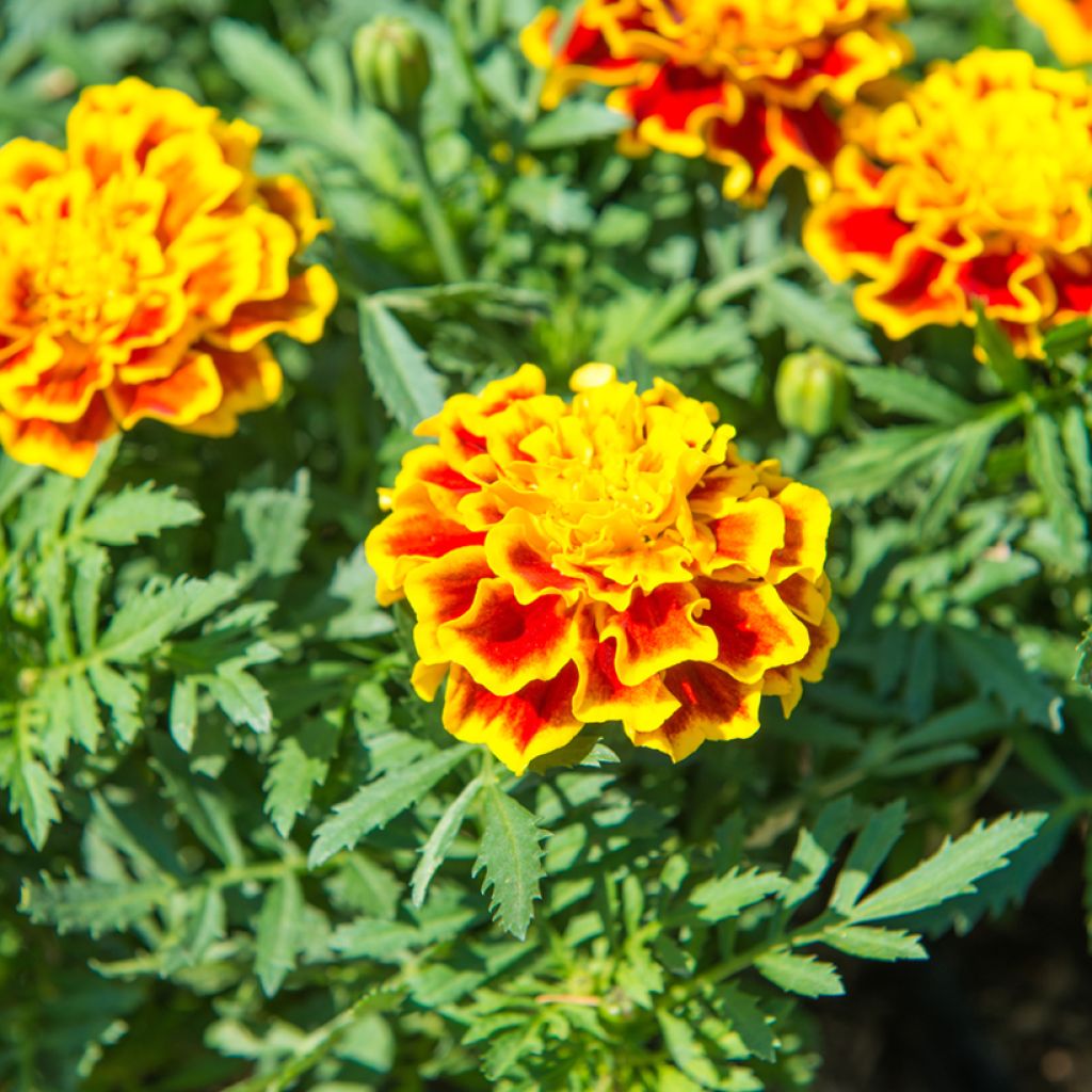 Graines d'Oeillet d'Inde Honeycomb - Tagetes patula