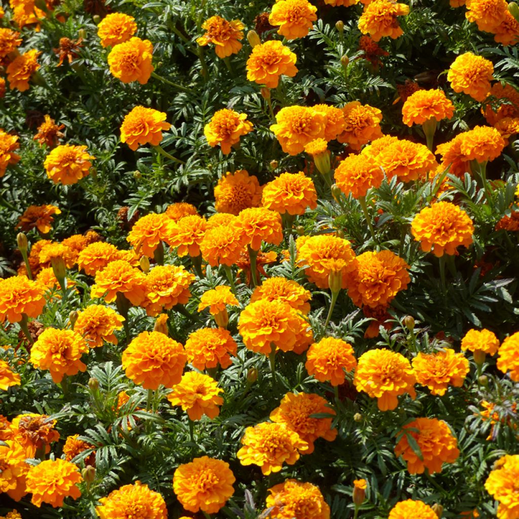 Graines d'Oeillet d’Inde Boy O Boy Orange - Tagetes patula