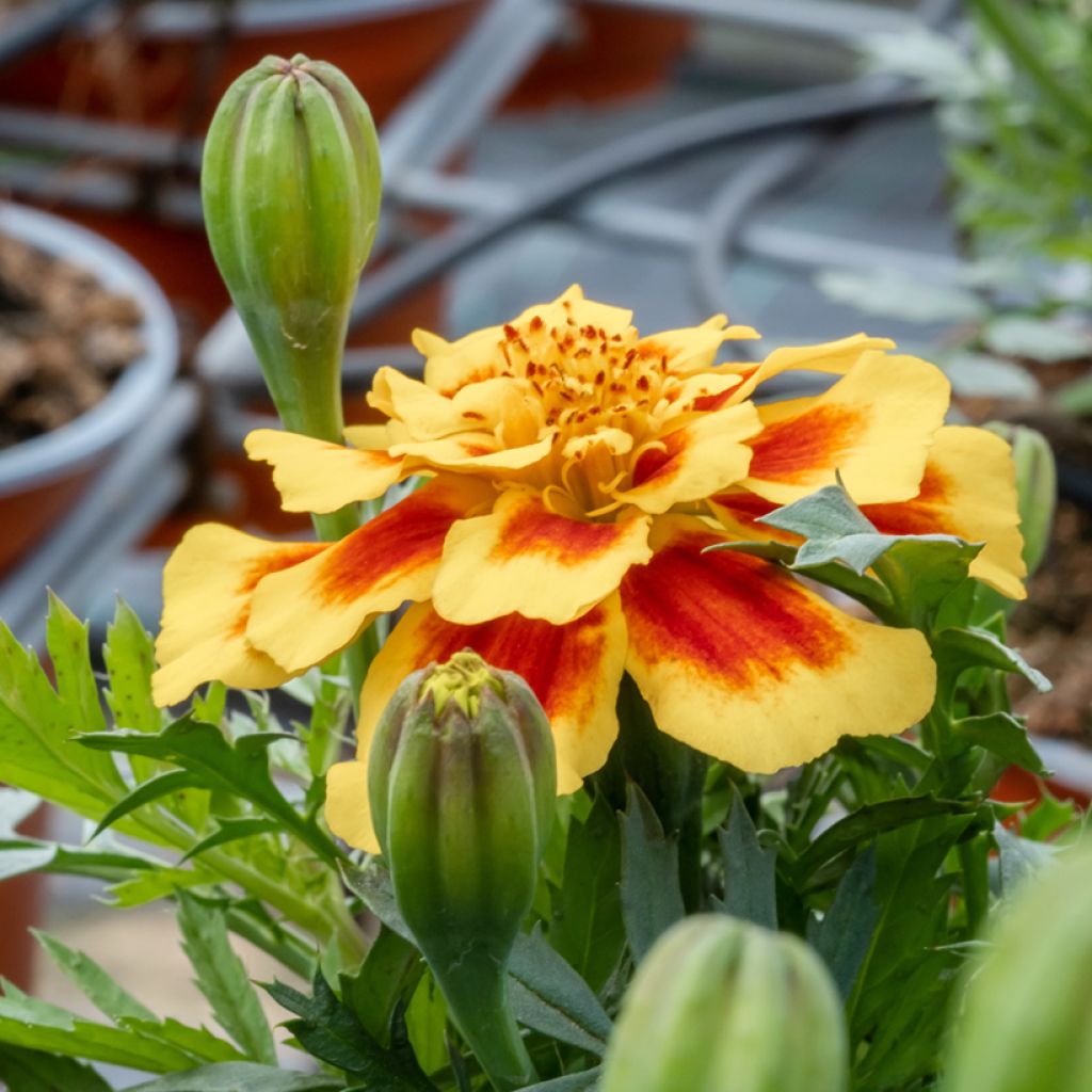 Graines d'Oeillet d’Inde Durango Bee - Tagetes patula