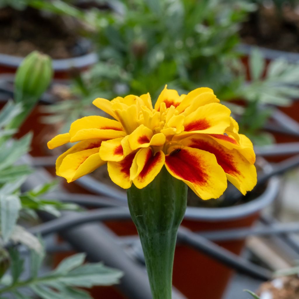 Graines d'Oeillet d’Inde Durango Bee - Tagetes patula